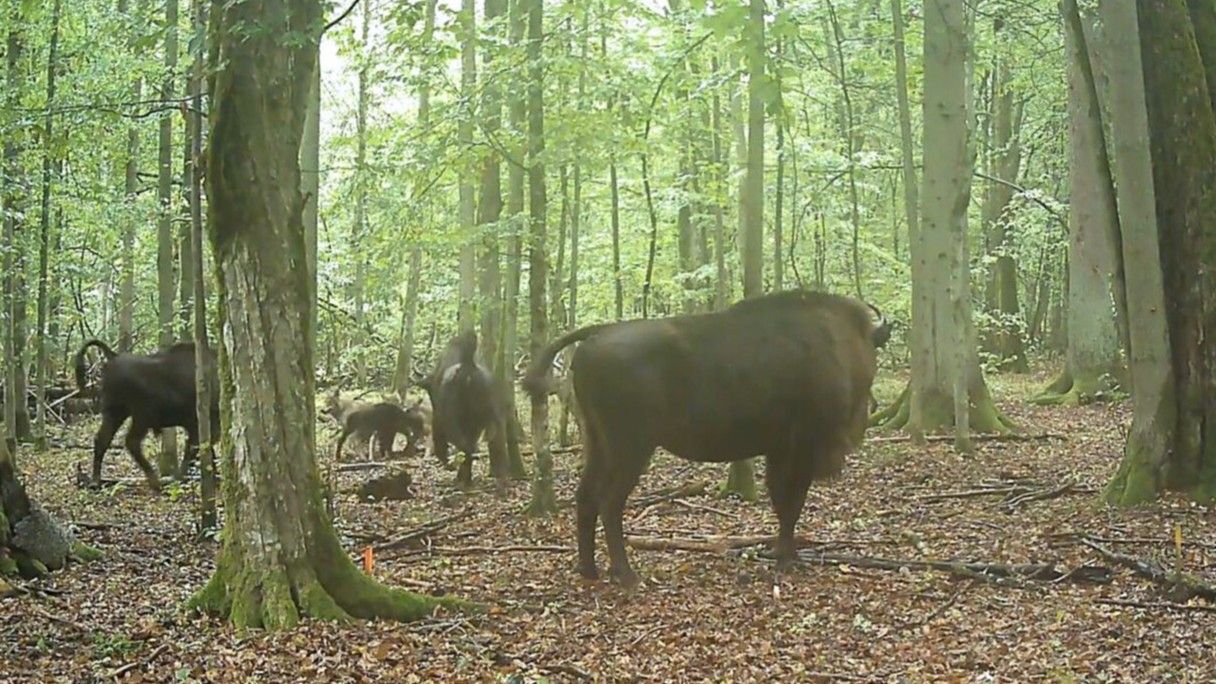 Bison Herd Defends Newborn Calf from Wolf Attack in Polish Forest