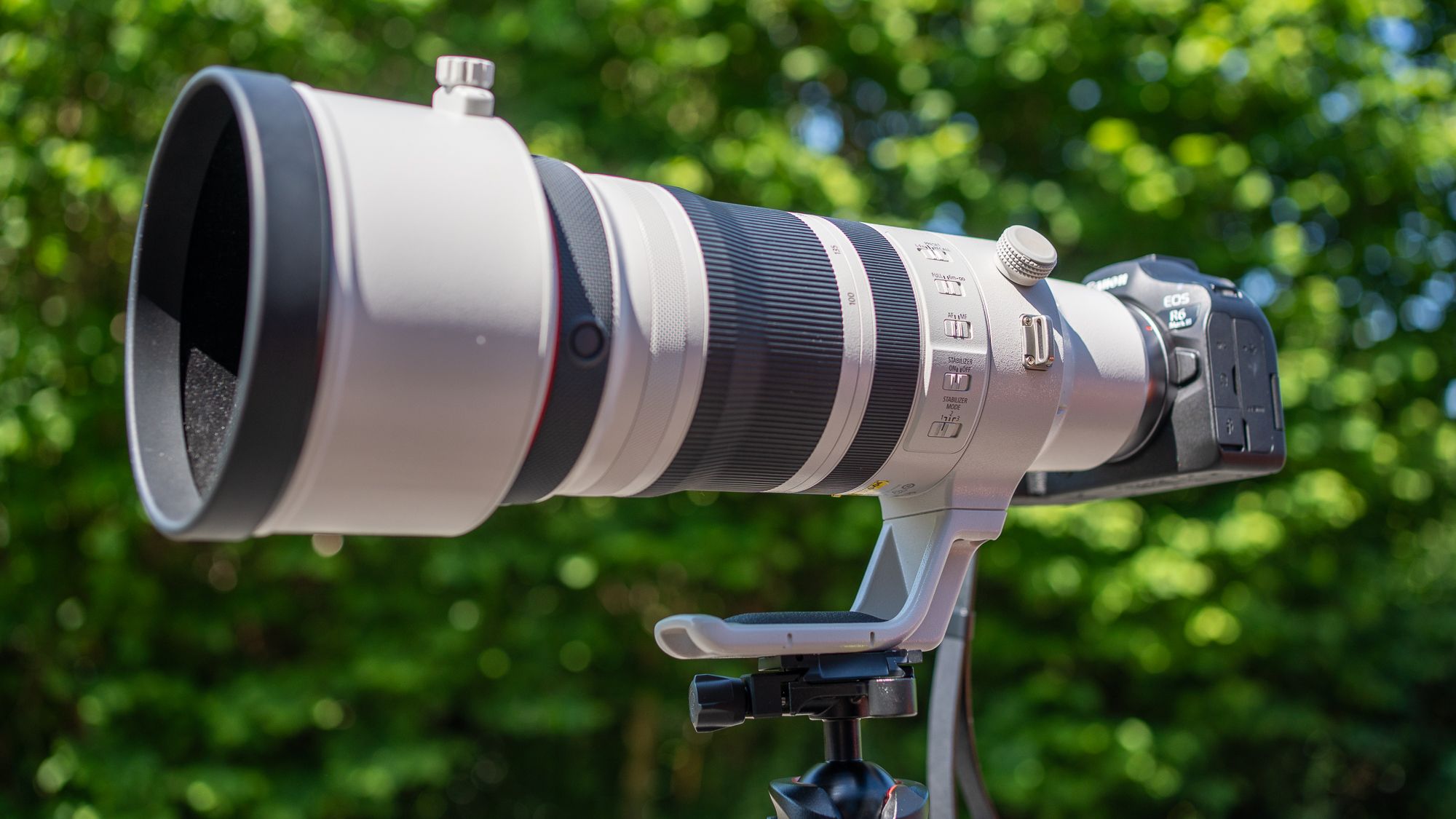 Canon RF 100-300mm f/2.8L IS USM Review: A $10,500 Wildlife Zoom Tested