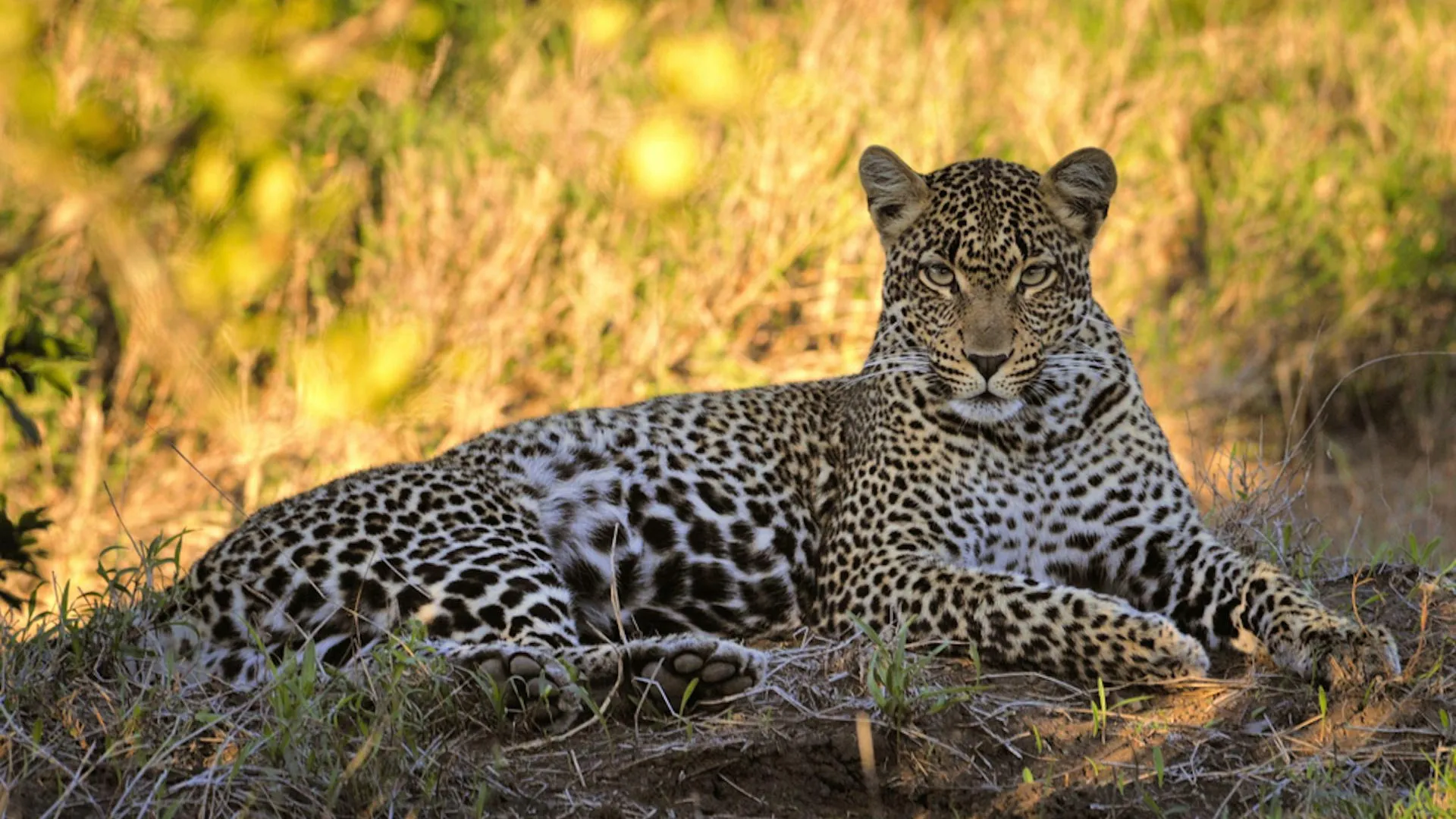 Cape Leopards Are Genetically Unique — And Smaller for a Reason