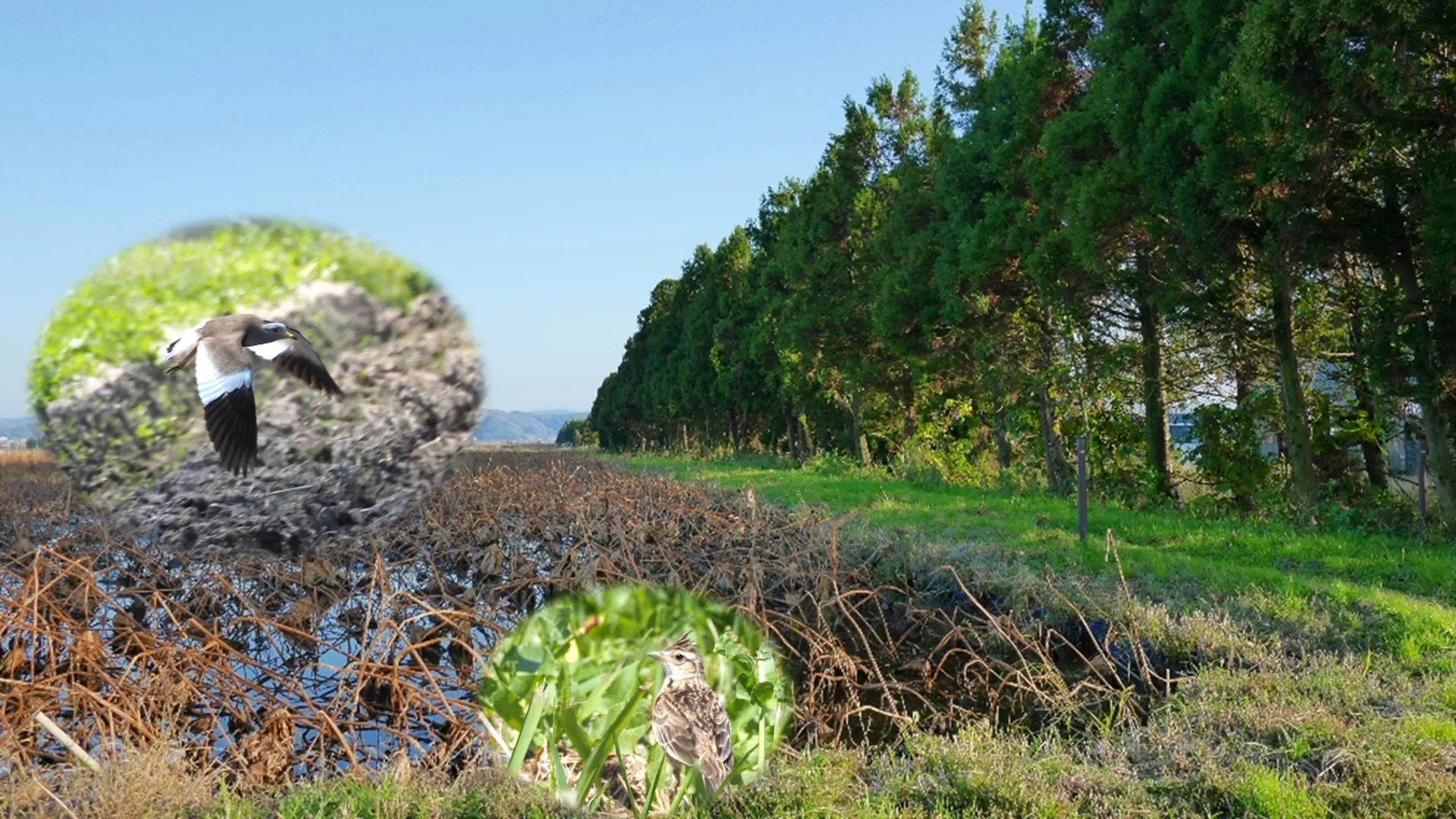 Farmland Tree Rows Reduce Open-Habitat Birds by 70 Percent