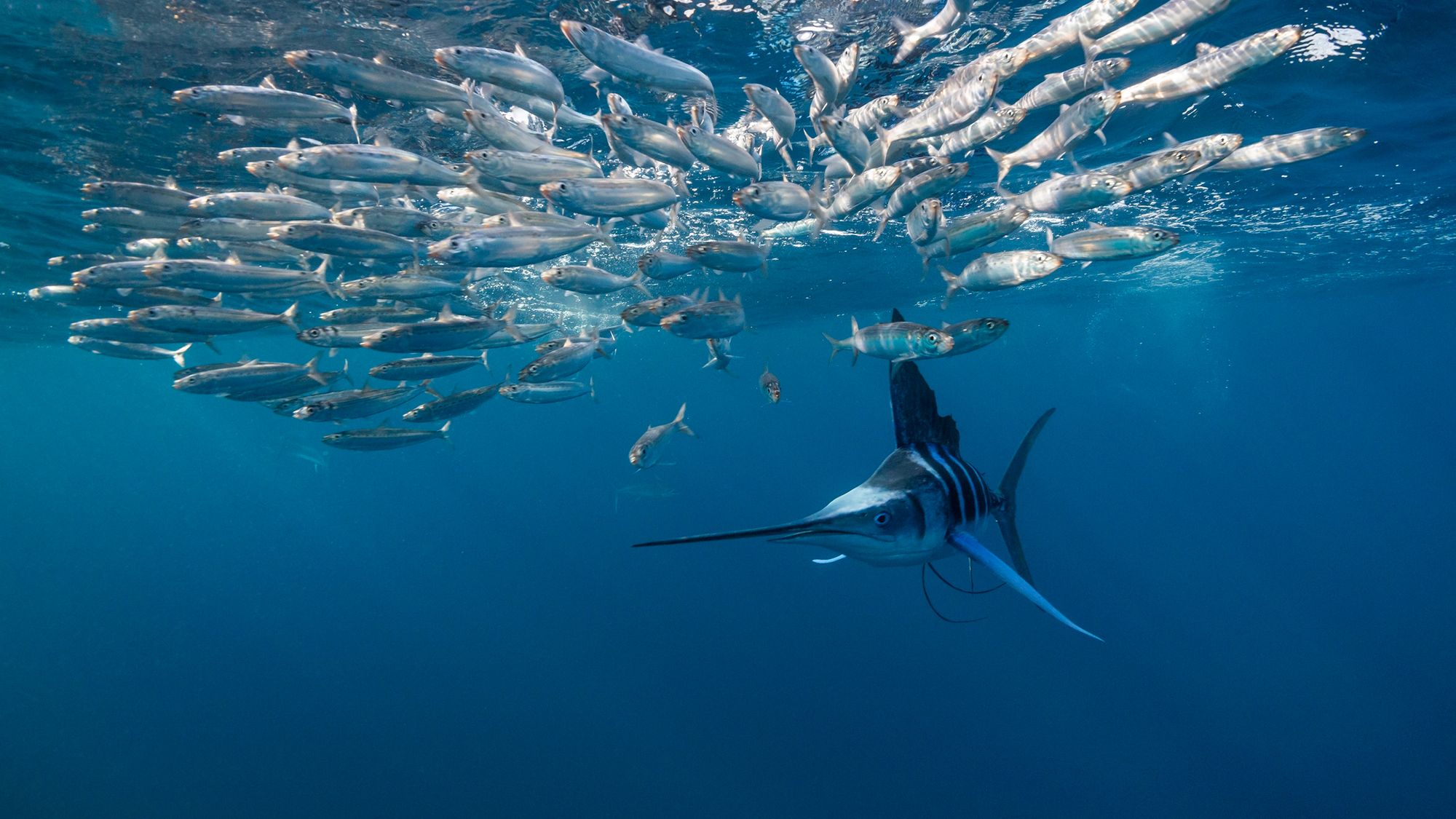 Fish Stabs Man Through Throat and Base of Skull