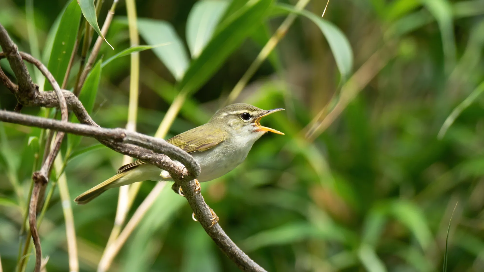 Genetic Research Reveals New Bird Species Hidden in Japan