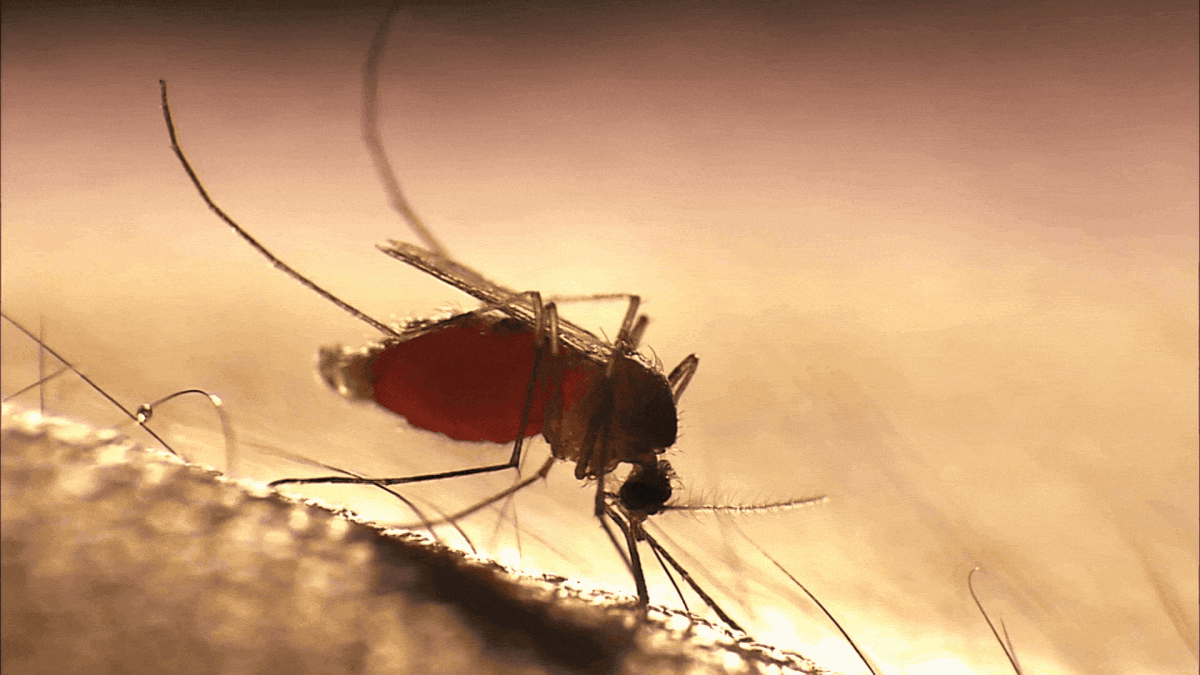 Malaria Parasite Is Accumulating Complex Drug Resistance, Study Finds