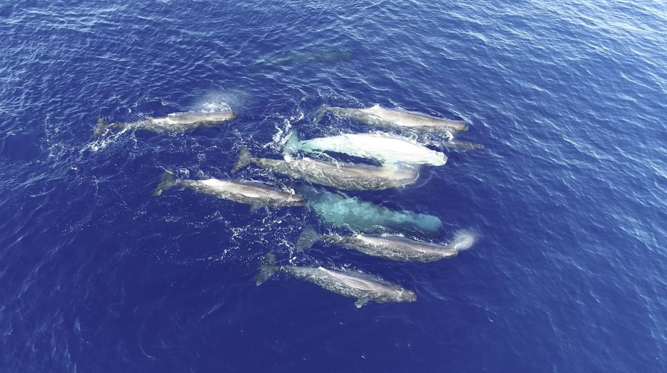 Mediterranean Sperm Whales Are Splitting Into Two Dialect Groups