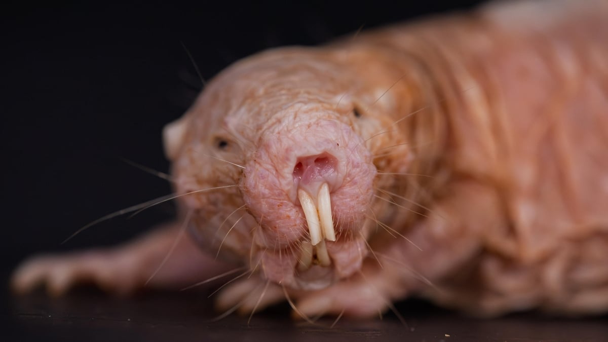 Naked Mole-Rat Queens Control Colonies With a Single Scent