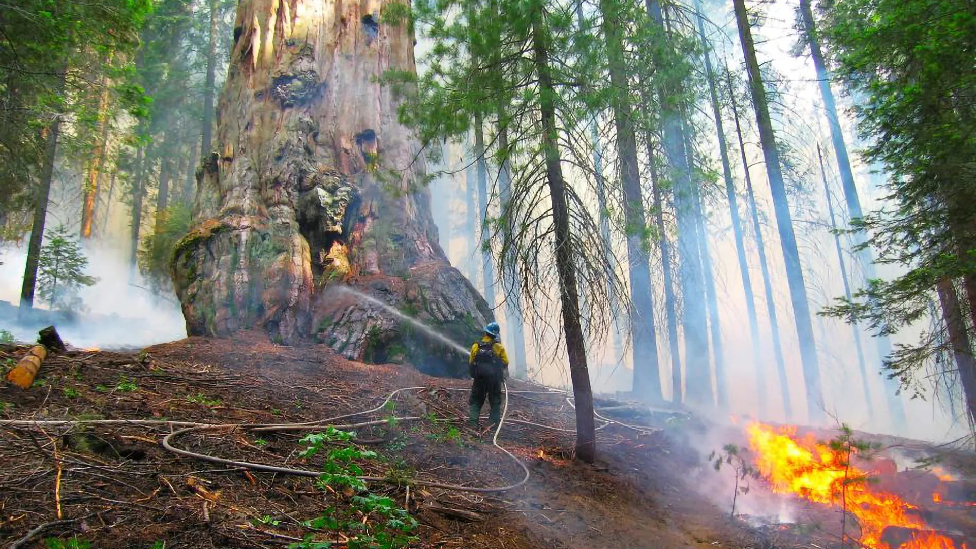 Prescribed Burns Boosted Giant Sequoia Survival Fourfold in Wildfires