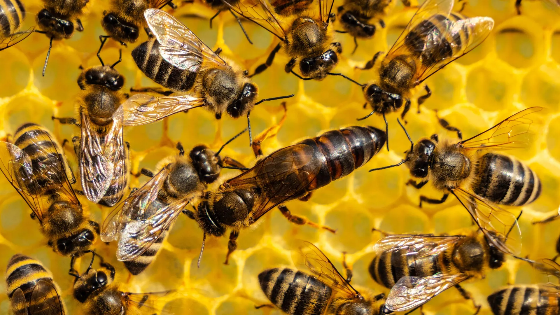 Queen Bees Need More Than Royal Jelly to Develop