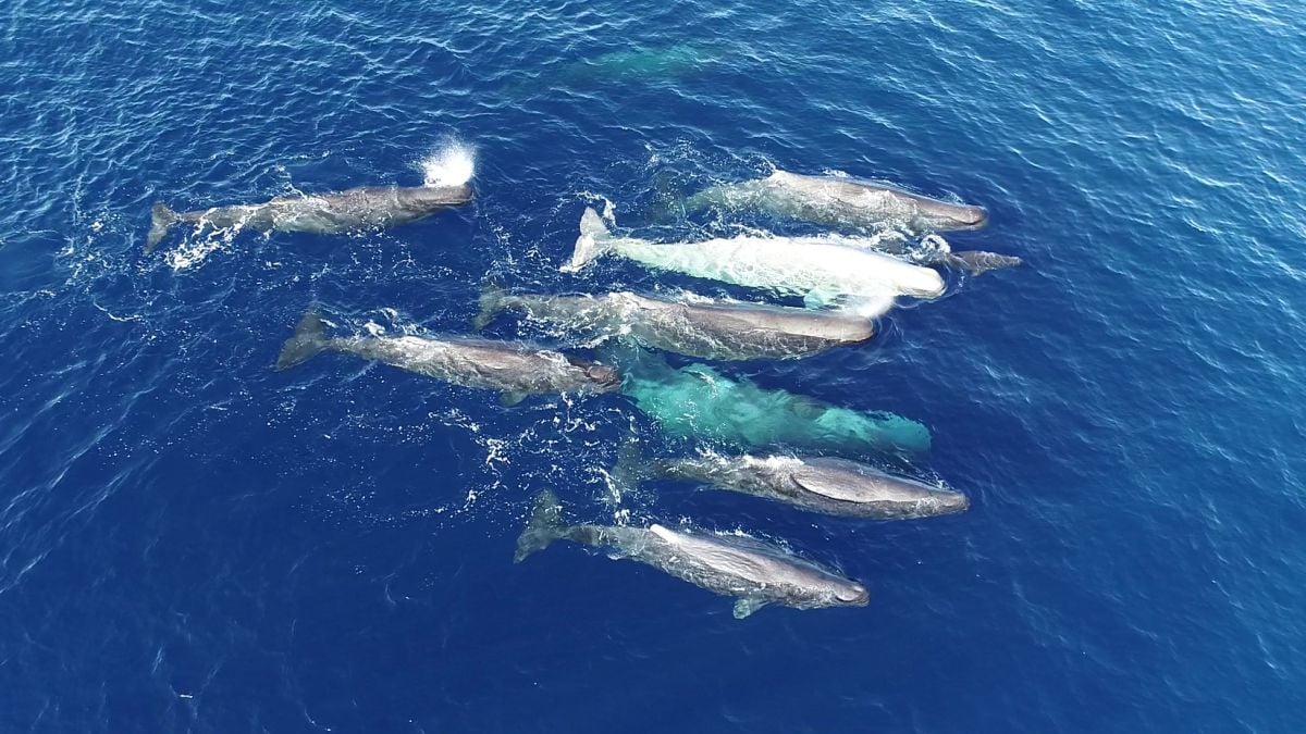 Sperm Whales Are Developing Distinct Dialects in the Mediterranean Sea