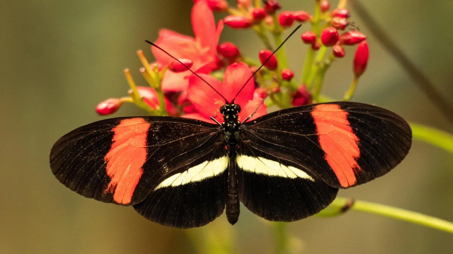 Tropical Butterflies May Hold Clues to Slowing the Aging Process